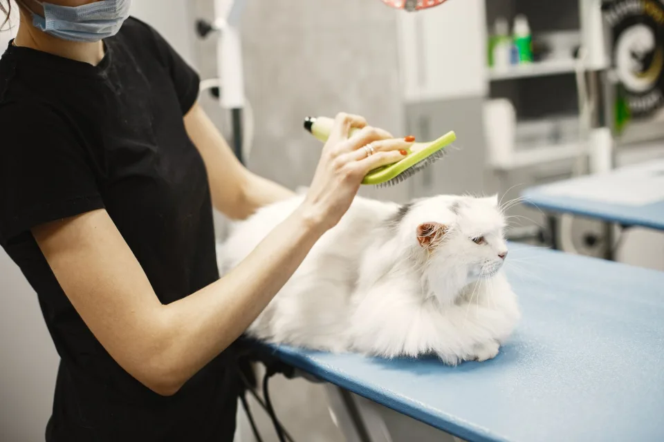 Các bé chó mèo chờ tới lượt